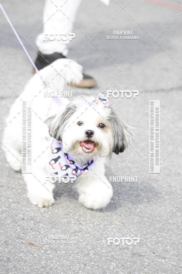 Buy your photos of the eventCorrida Pet Finde on Fotop