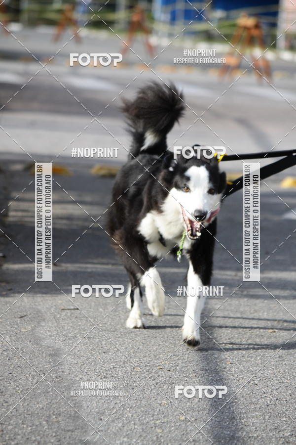 Buy your photos of the eventCorrida Pet Finde on Fotop