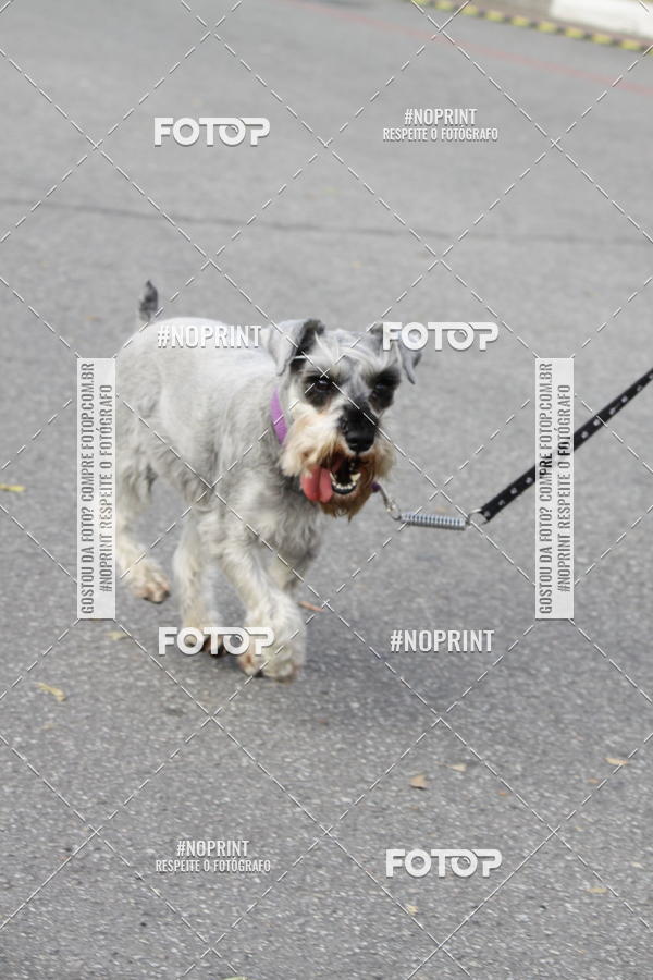 Buy your photos of the eventCorrida Pet Finde on Fotop