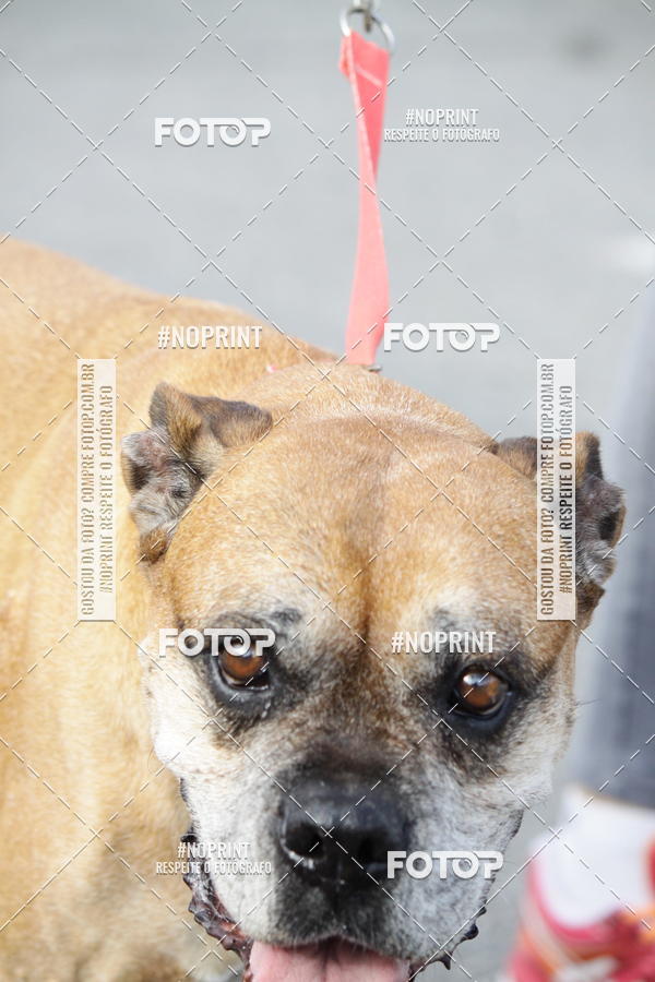 Buy your photos of the eventCorrida Pet Finde on Fotop