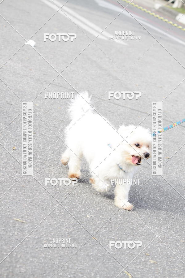 Buy your photos of the eventCorrida Pet Finde on Fotop