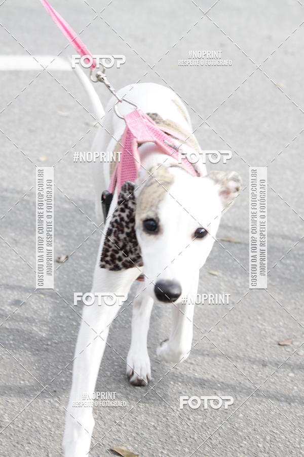 Buy your photos of the eventCorrida Pet Finde on Fotop
