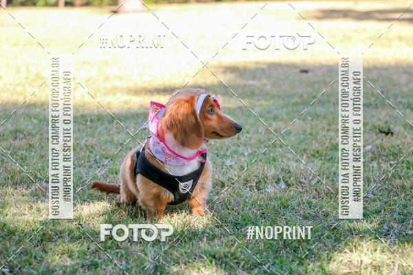 Compre suas fotos do eventoCo Joo - Festa Julina do Clube dos Salsichanos Ribeiro Preto no Fotop