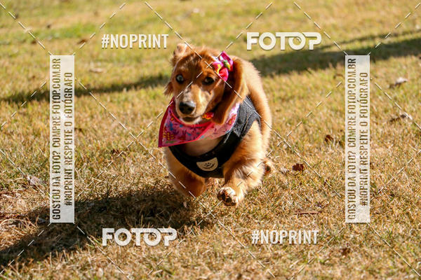 Compre suas fotos do eventoCo Joo - Festa Julina do Clube dos Salsichanos Ribeiro Preto no Fotop