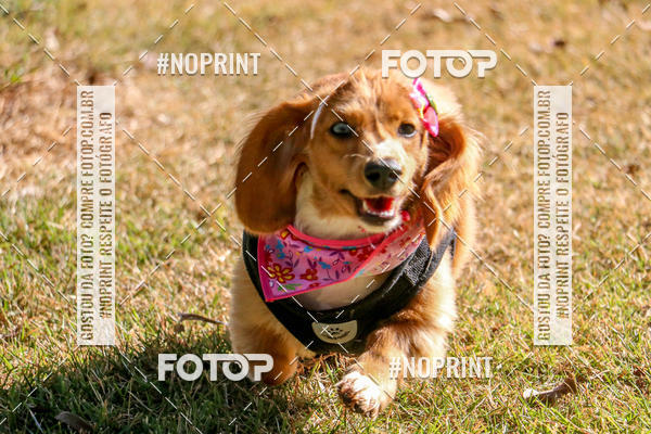 Compre suas fotos do eventoCo Joo - Festa Julina do Clube dos Salsichanos Ribeiro Preto no Fotop