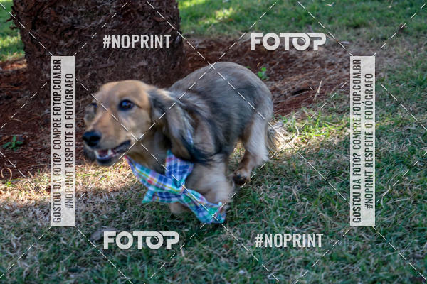 Compre suas fotos do eventoCo Joo - Festa Julina do Clube dos Salsichanos Ribeiro Preto no Fotop