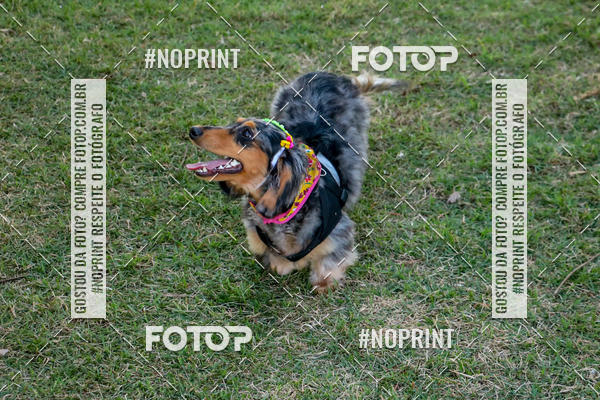 Compre suas fotos do eventoCo Joo - Festa Julina do Clube dos Salsichanos Ribeiro Preto no Fotop