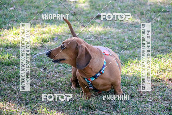 Compre suas fotos do eventoCo Joo - Festa Julina do Clube dos Salsichanos Ribeiro Preto no Fotop