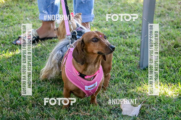 Compre suas fotos do eventoCo Joo - Festa Julina do Clube dos Salsichanos Ribeiro Preto no Fotop