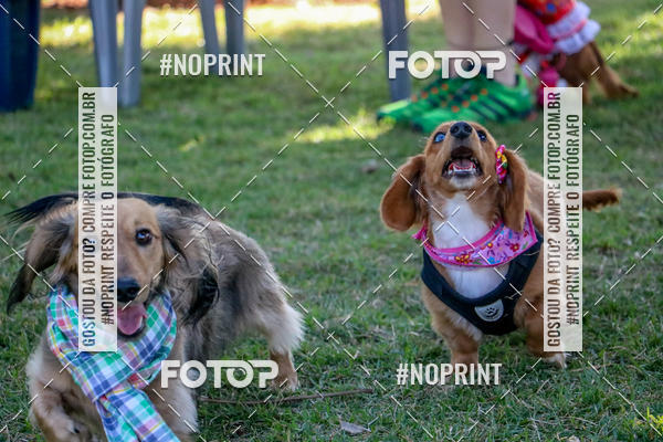 Compre suas fotos do eventoCo Joo - Festa Julina do Clube dos Salsichanos Ribeiro Preto no Fotop