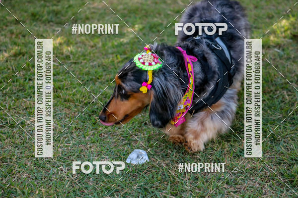 Compre suas fotos do eventoCo Joo - Festa Julina do Clube dos Salsichanos Ribeiro Preto no Fotop