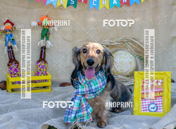 Compre suas fotos do eventoCo Joo - Festa Julina do Clube dos Salsichanos Ribeiro Preto no Fotop