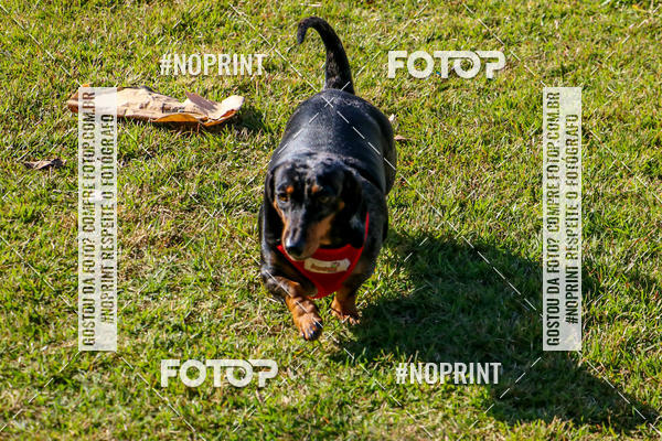 Compre suas fotos do eventoCo Joo - Festa Julina do Clube dos Salsichanos Ribeiro Preto no Fotop