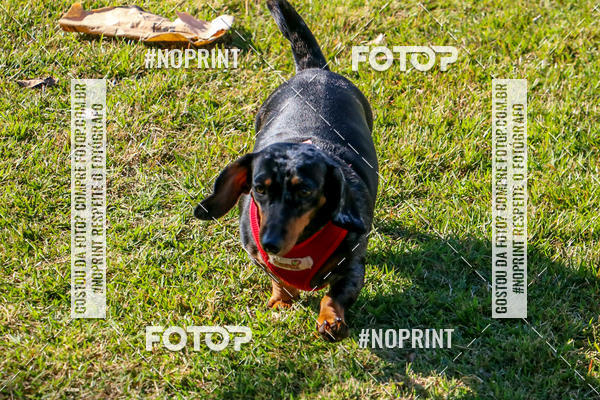 Compre suas fotos do eventoCo Joo - Festa Julina do Clube dos Salsichanos Ribeiro Preto no Fotop