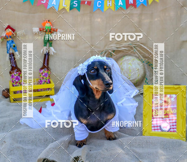 Compre suas fotos do eventoCo Joo - Festa Julina do Clube dos Salsichanos Ribeiro Preto no Fotop