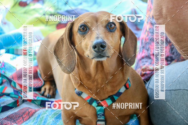 Compre suas fotos do eventoCo Joo - Festa Julina do Clube dos Salsichanos Ribeiro Preto no Fotop