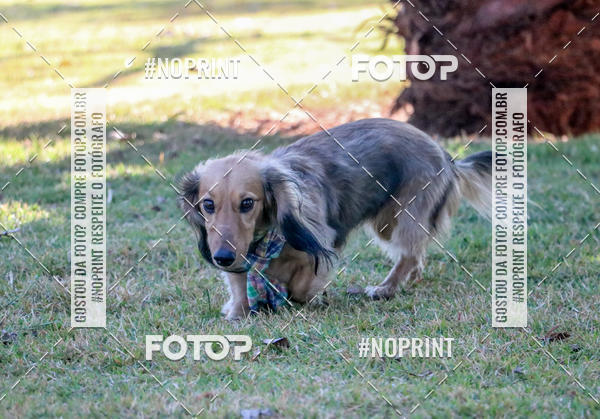 Compre suas fotos do eventoCo Joo - Festa Julina do Clube dos Salsichanos Ribeiro Preto no Fotop