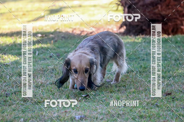 Compre suas fotos do eventoCo Joo - Festa Julina do Clube dos Salsichanos Ribeiro Preto no Fotop