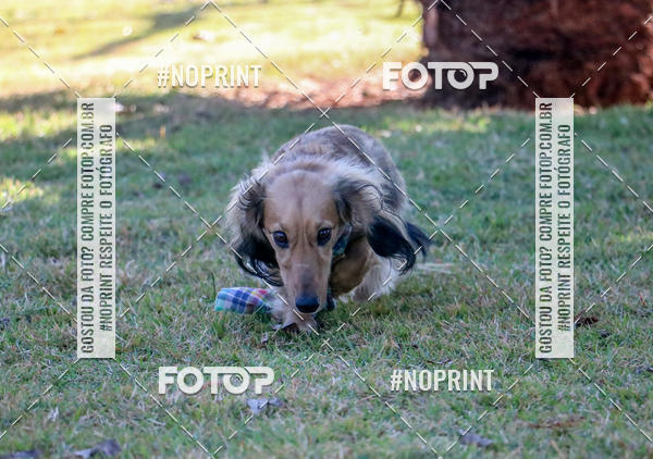 Compre suas fotos do eventoCo Joo - Festa Julina do Clube dos Salsichanos Ribeiro Preto no Fotop