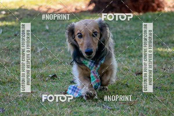 Compre suas fotos do eventoCo Joo - Festa Julina do Clube dos Salsichanos Ribeiro Preto no Fotop