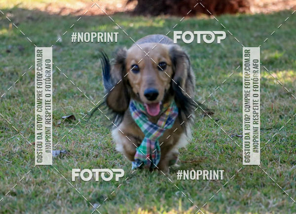 Compre suas fotos do eventoCo Joo - Festa Julina do Clube dos Salsichanos Ribeiro Preto no Fotop