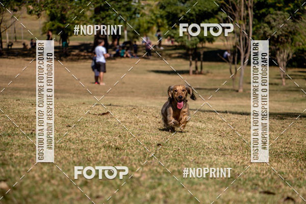 Compre suas fotos do eventoCo Joo - Festa Julina do Clube dos Salsichanos Ribeiro Preto no Fotop