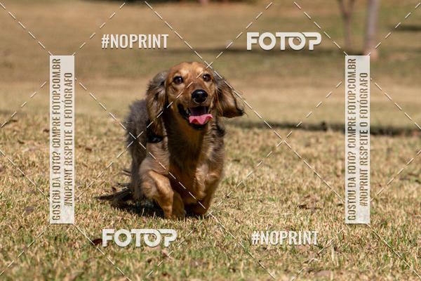 Compre suas fotos do eventoCo Joo - Festa Julina do Clube dos Salsichanos Ribeiro Preto no Fotop