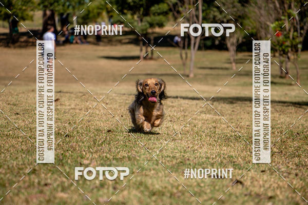 Compre suas fotos do eventoCo Joo - Festa Julina do Clube dos Salsichanos Ribeiro Preto no Fotop