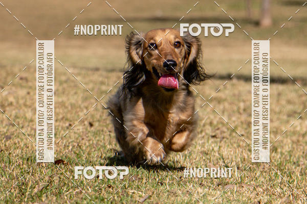 Compre suas fotos do eventoCo Joo - Festa Julina do Clube dos Salsichanos Ribeiro Preto no Fotop