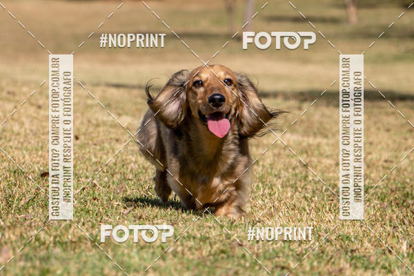 Compre suas fotos do eventoCo Joo - Festa Julina do Clube dos Salsichanos Ribeiro Preto no Fotop