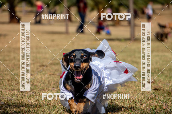 Compre suas fotos do eventoCo Joo - Festa Julina do Clube dos Salsichanos Ribeiro Preto no Fotop