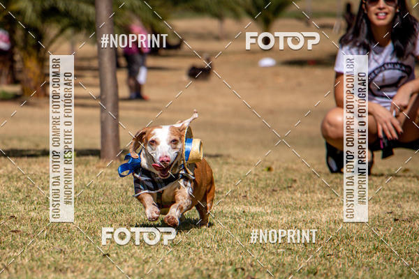 Compre suas fotos do eventoCo Joo - Festa Julina do Clube dos Salsichanos Ribeiro Preto no Fotop