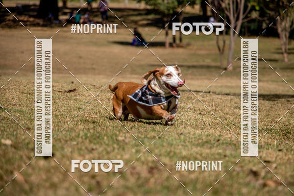 Compre suas fotos do eventoCo Joo - Festa Julina do Clube dos Salsichanos Ribeiro Preto no Fotop