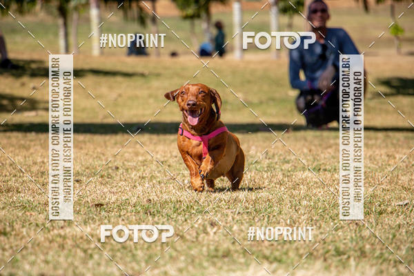 Compre suas fotos do eventoCo Joo - Festa Julina do Clube dos Salsichanos Ribeiro Preto no Fotop