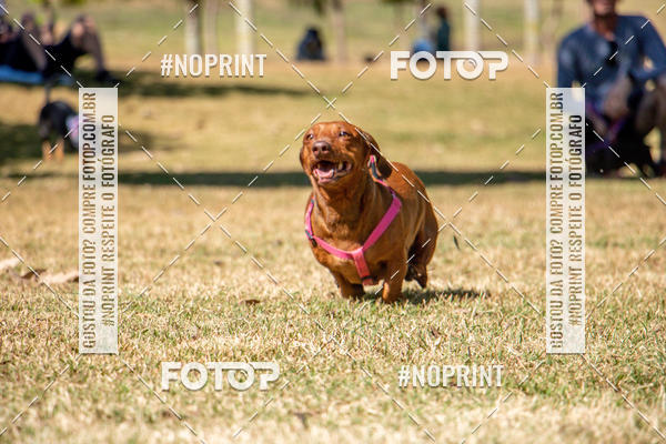 Compre suas fotos do eventoCo Joo - Festa Julina do Clube dos Salsichanos Ribeiro Preto no Fotop