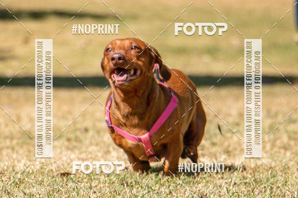 Compre suas fotos do eventoCo Joo - Festa Julina do Clube dos Salsichanos Ribeiro Preto no Fotop