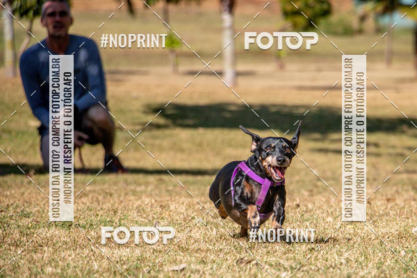 Compre suas fotos do eventoCo Joo - Festa Julina do Clube dos Salsichanos Ribeiro Preto no Fotop