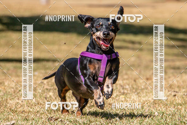 Compre suas fotos do eventoCo Joo - Festa Julina do Clube dos Salsichanos Ribeiro Preto no Fotop