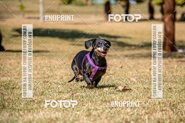 Compre suas fotos do eventoCo Joo - Festa Julina do Clube dos Salsichanos Ribeiro Preto no Fotop