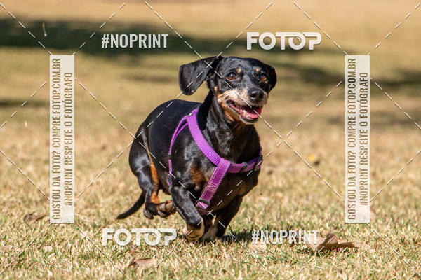 Compre suas fotos do eventoCo Joo - Festa Julina do Clube dos Salsichanos Ribeiro Preto no Fotop