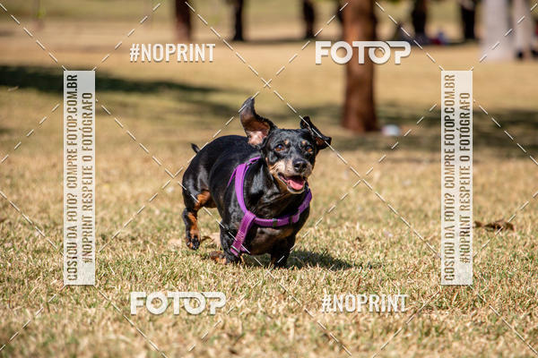 Compre suas fotos do eventoCo Joo - Festa Julina do Clube dos Salsichanos Ribeiro Preto no Fotop