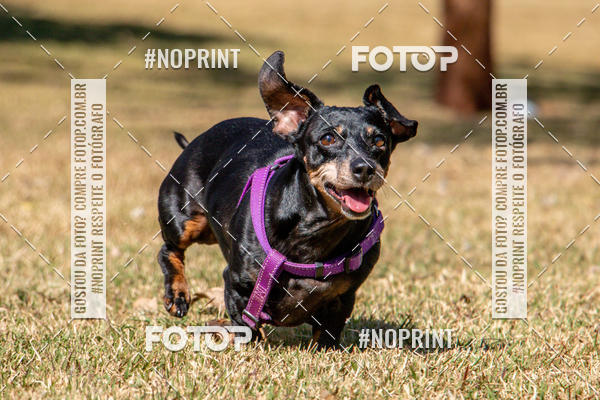 Compre suas fotos do eventoCo Joo - Festa Julina do Clube dos Salsichanos Ribeiro Preto no Fotop