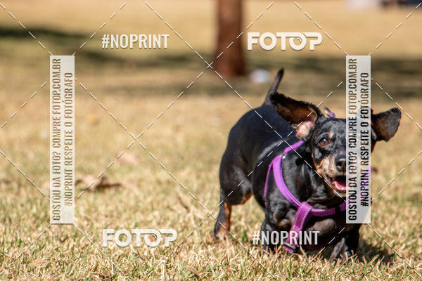 Compre suas fotos do eventoCo Joo - Festa Julina do Clube dos Salsichanos Ribeiro Preto no Fotop