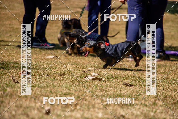 Compre as suas fotos do eventoCo Joo - Festa Julina do Clube dos Salsichanos Ribeiro Preto no Fotop