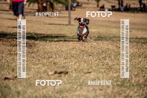 Compre as suas fotos do eventoCo Joo - Festa Julina do Clube dos Salsichanos Ribeiro Preto no Fotop