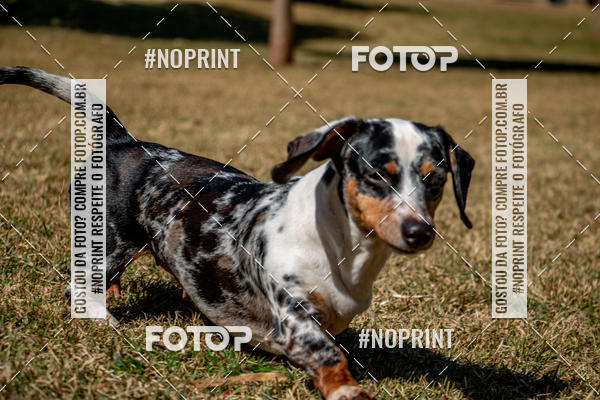 Compre as suas fotos do eventoCo Joo - Festa Julina do Clube dos Salsichanos Ribeiro Preto no Fotop