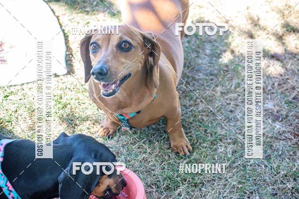 Compre as suas fotos do eventoCo Joo - Festa Julina do Clube dos Salsichanos Ribeiro Preto no Fotop