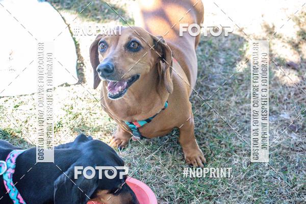 Compre as suas fotos do eventoCo Joo - Festa Julina do Clube dos Salsichanos Ribeiro Preto no Fotop