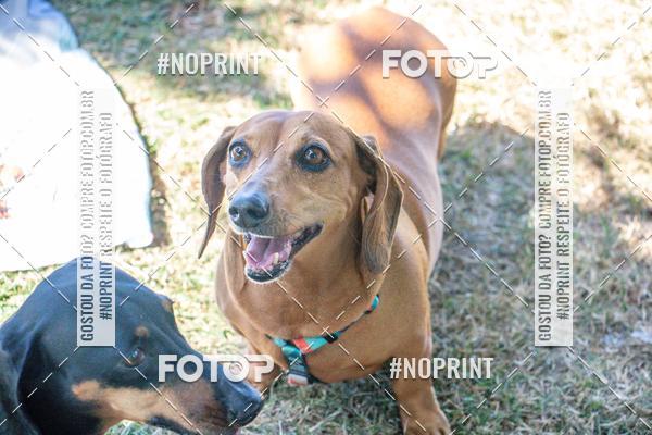 Compre as suas fotos do eventoCo Joo - Festa Julina do Clube dos Salsichanos Ribeiro Preto no Fotop