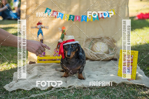 Buy your photos of the eventCo Joo - Festa Julina do Clube dos Salsichanos Ribeiro Preto on Fotop